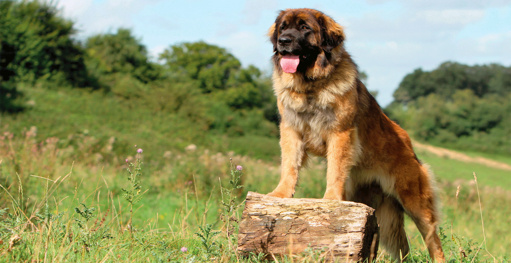 Leonberger Dog Breed Information Breed Advisor