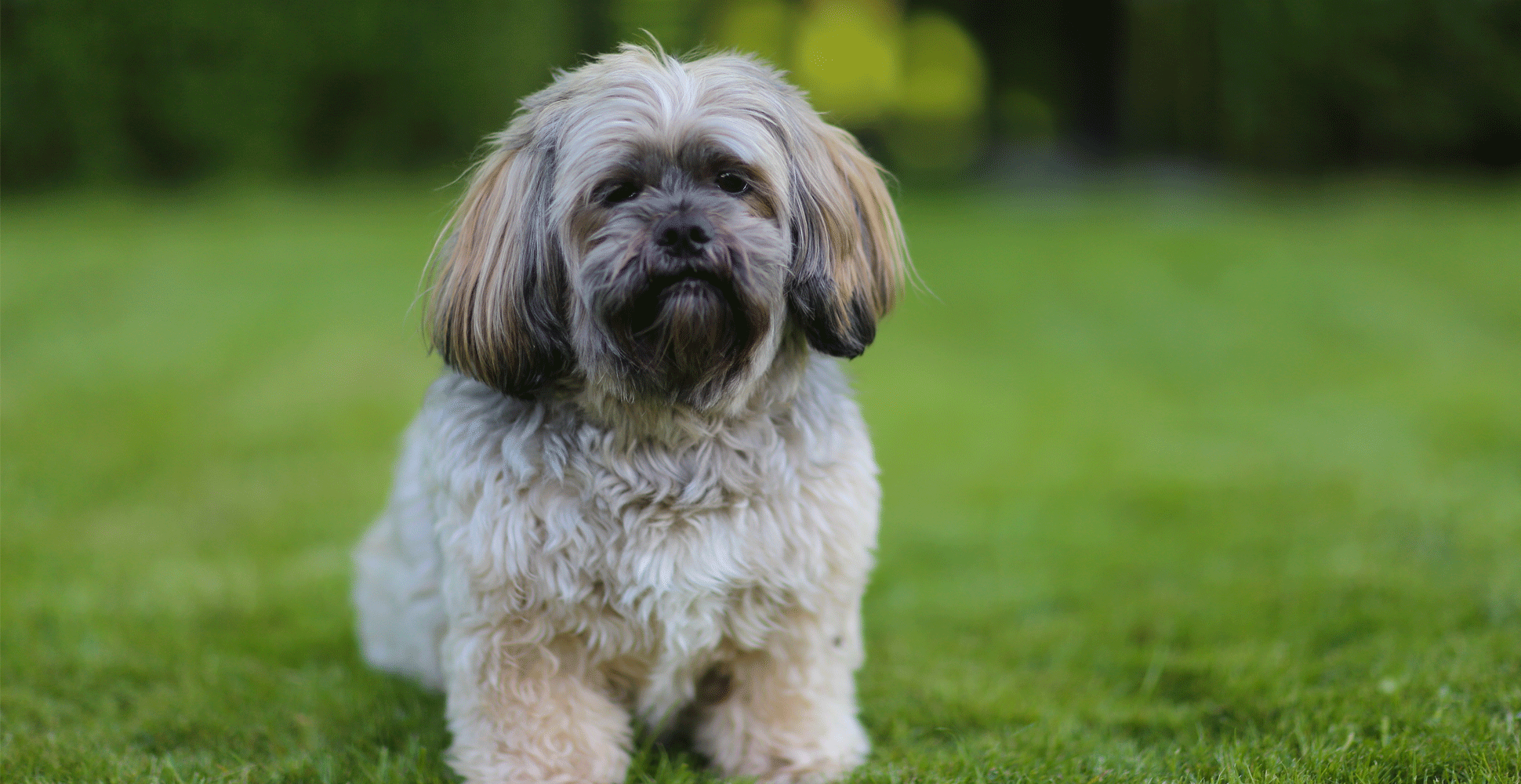 5 Best Dog Foods For Lhasa Apsos (2024 Review + Diet Guide)