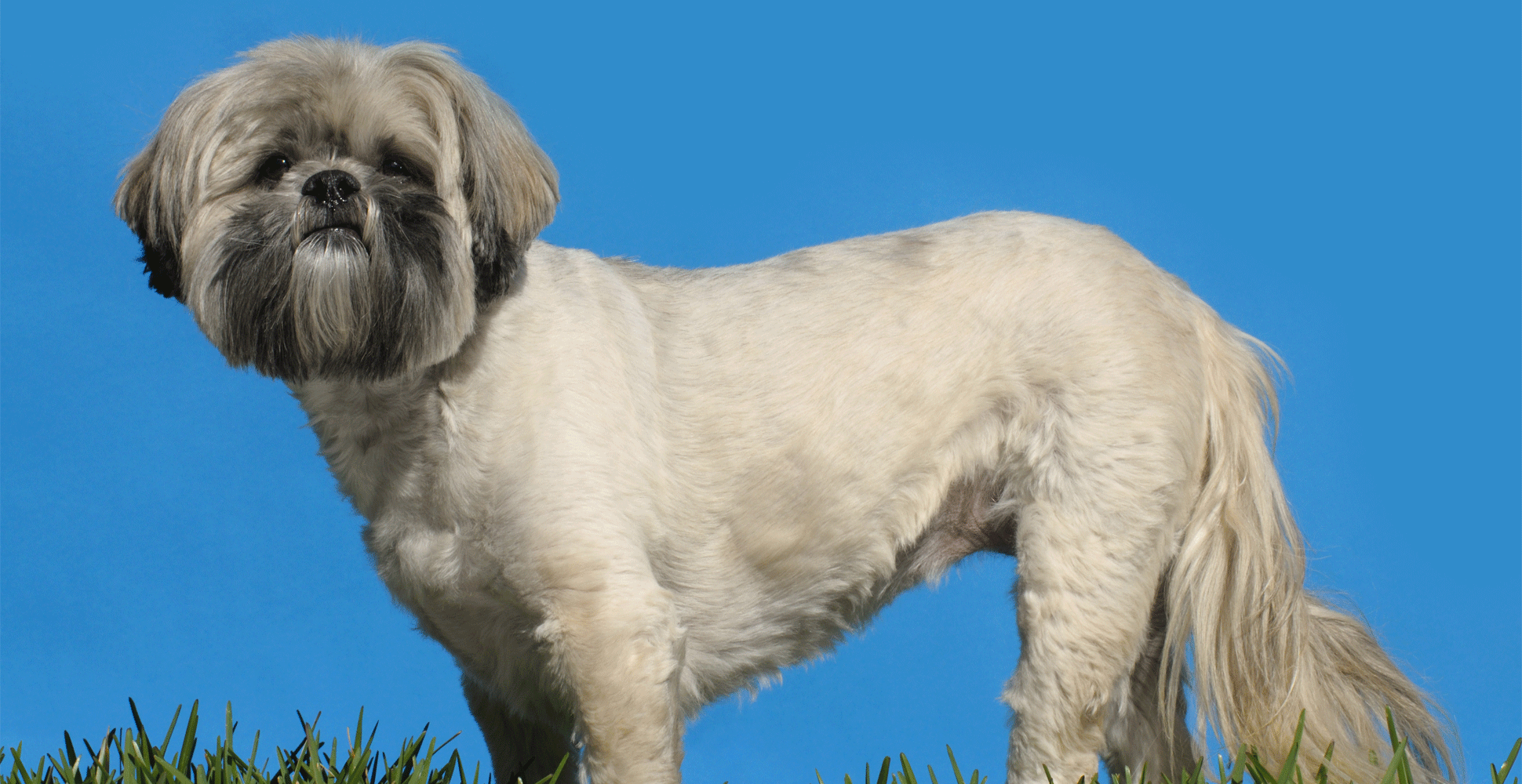 Lhasa Apso Breed Guide (Lifespan, Size & Characteristics)