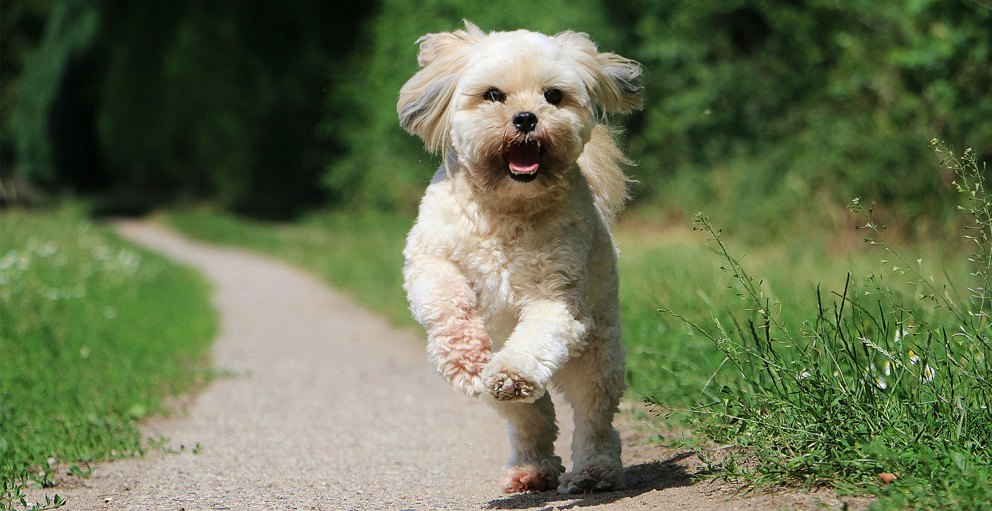 Lhasa Apso Breed Guide (Lifespan, Size & Characteristics)