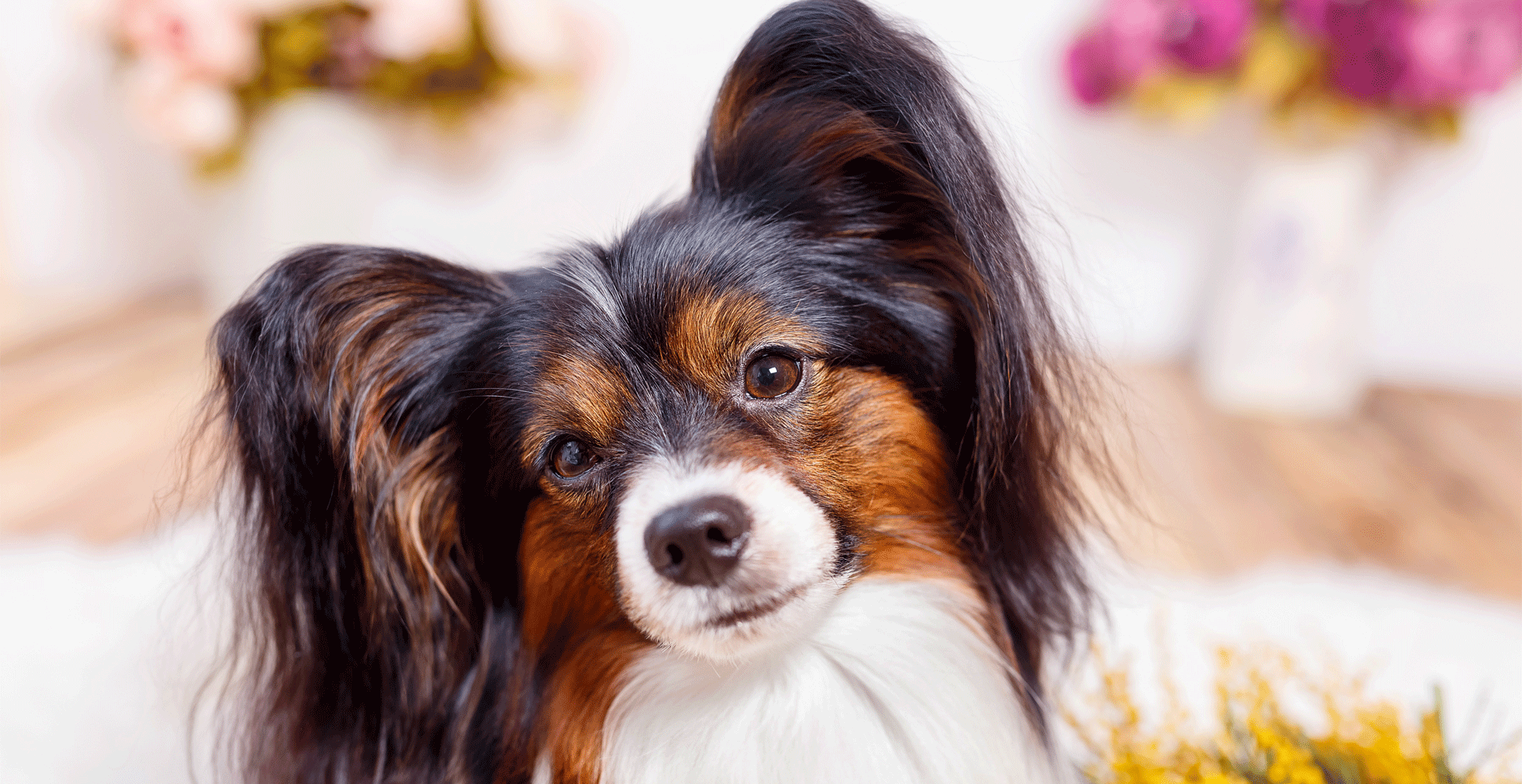 Papillon Breed Guide (Lifespan, Size & Characteristics)