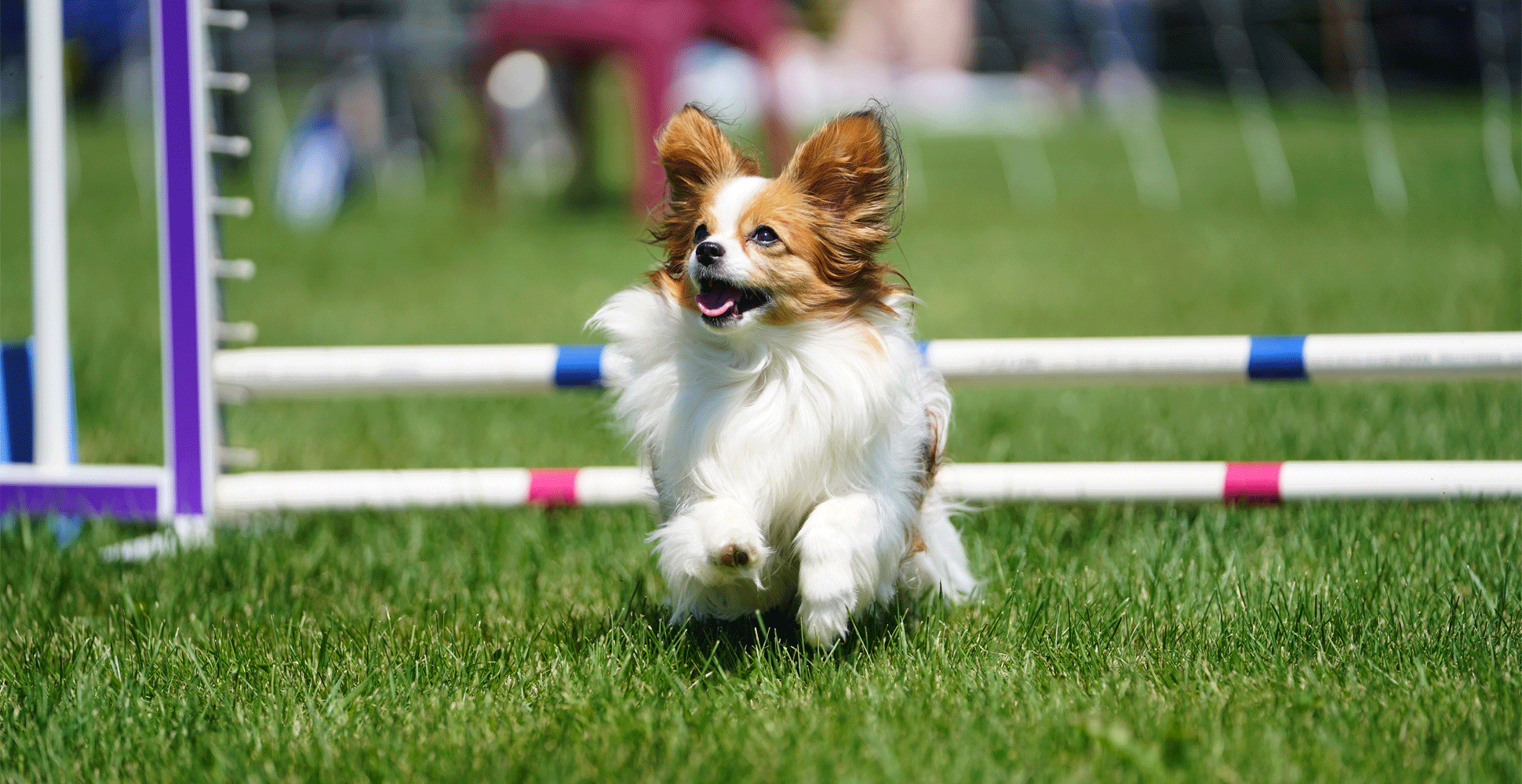 Papillon Breed Guide (Lifespan, Size & Characteristics)