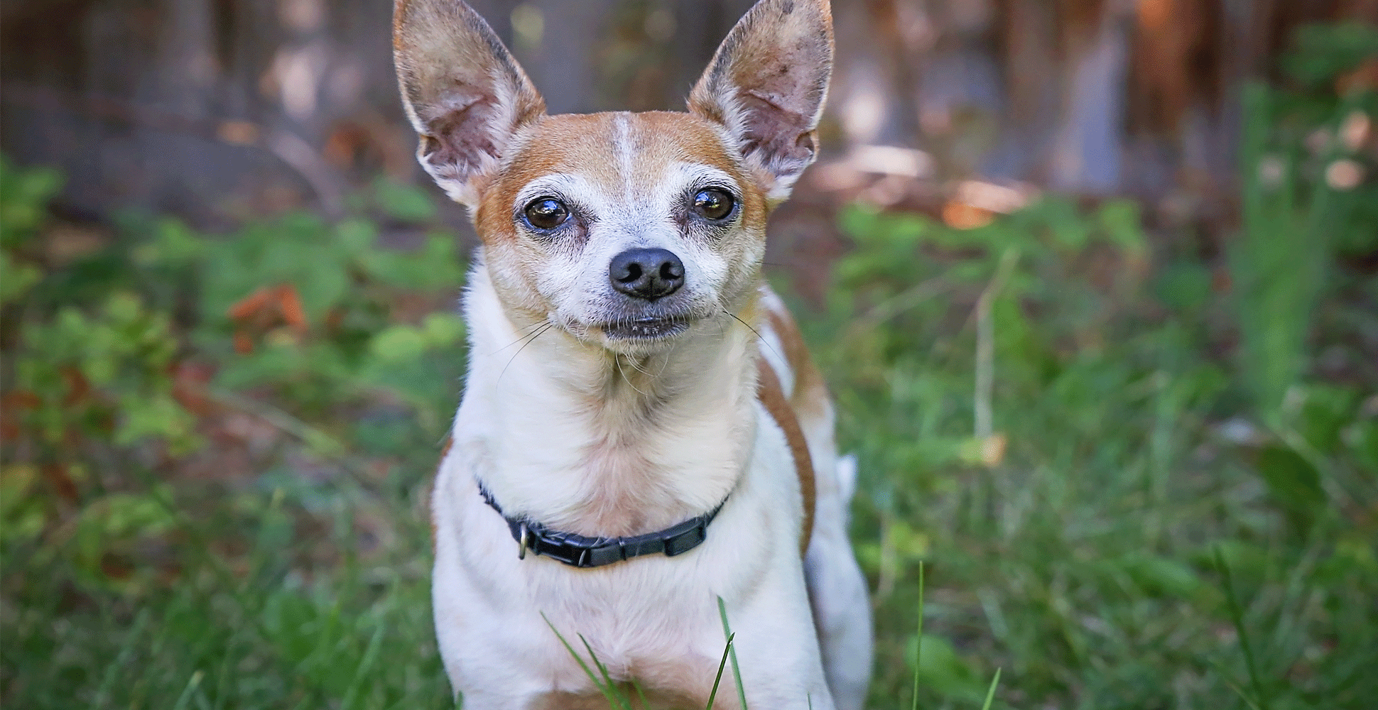 Rat Terrier Breed Guide (Lifespan, Size & Characteristics)