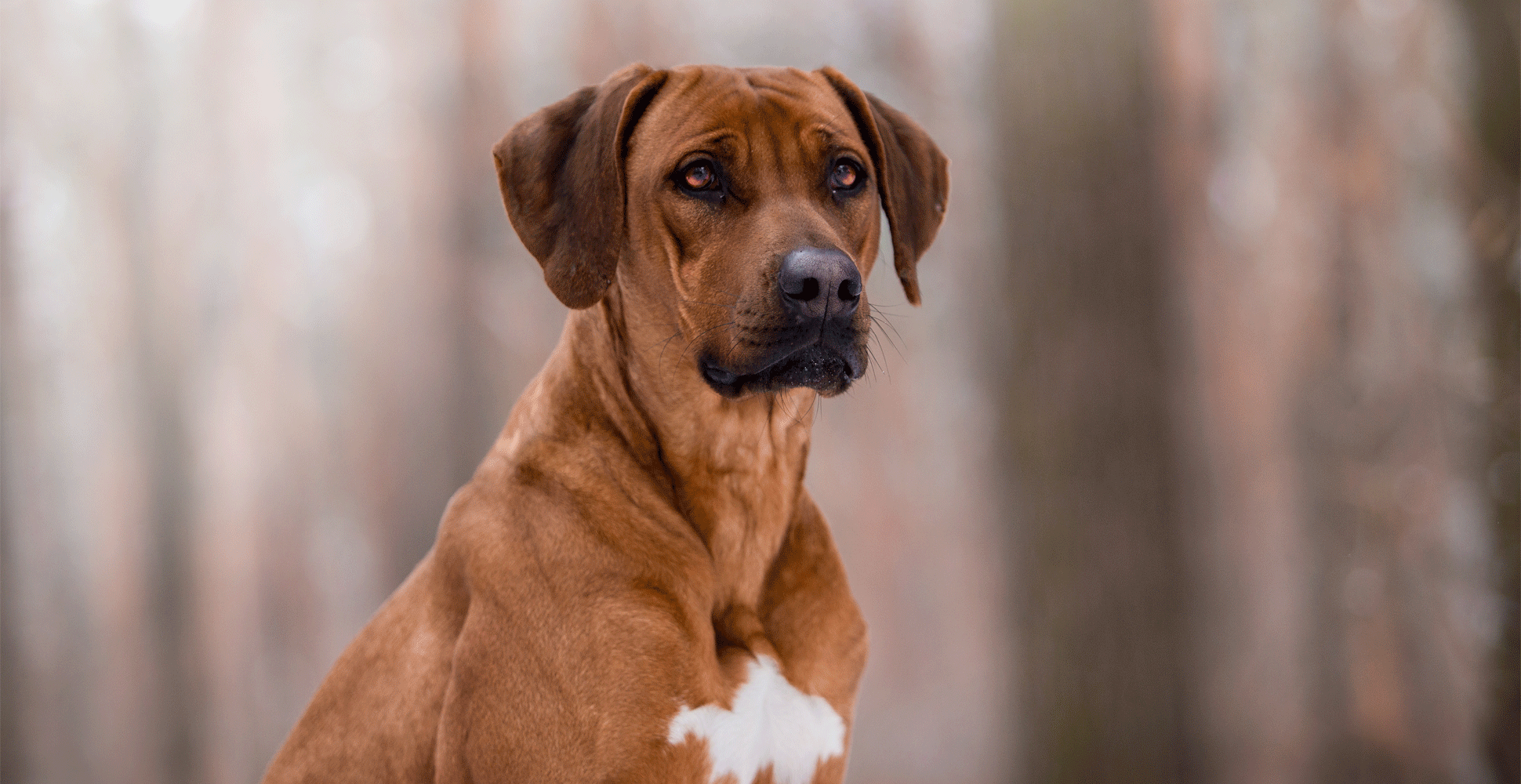 Rhodesian Ridgeback Guide (Size & Breed Characteristics)