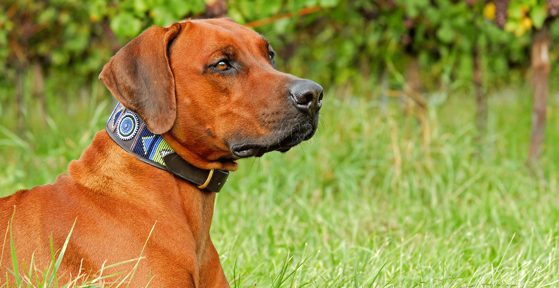 Rhodesian Ridgeback Guide (Size & Breed Characteristics)
