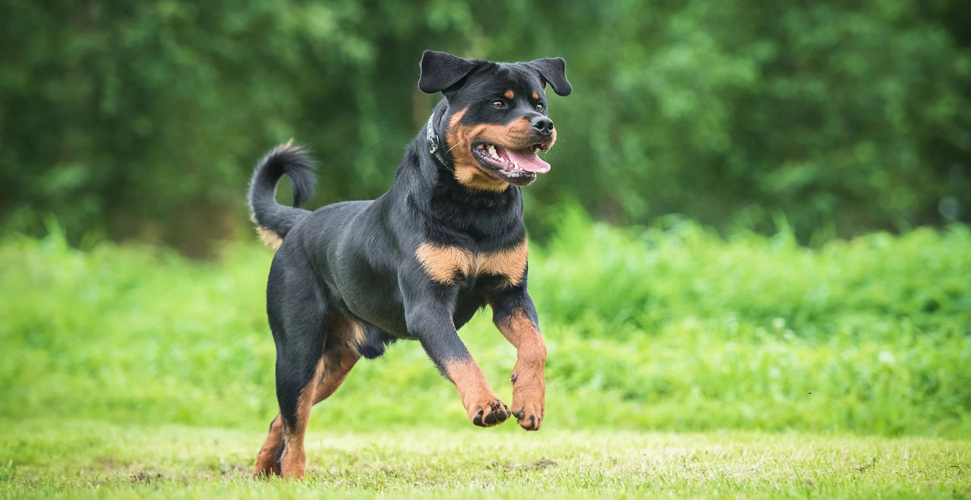 Rottweiler Breed Guide (Lifespan, Size & Characteristics)