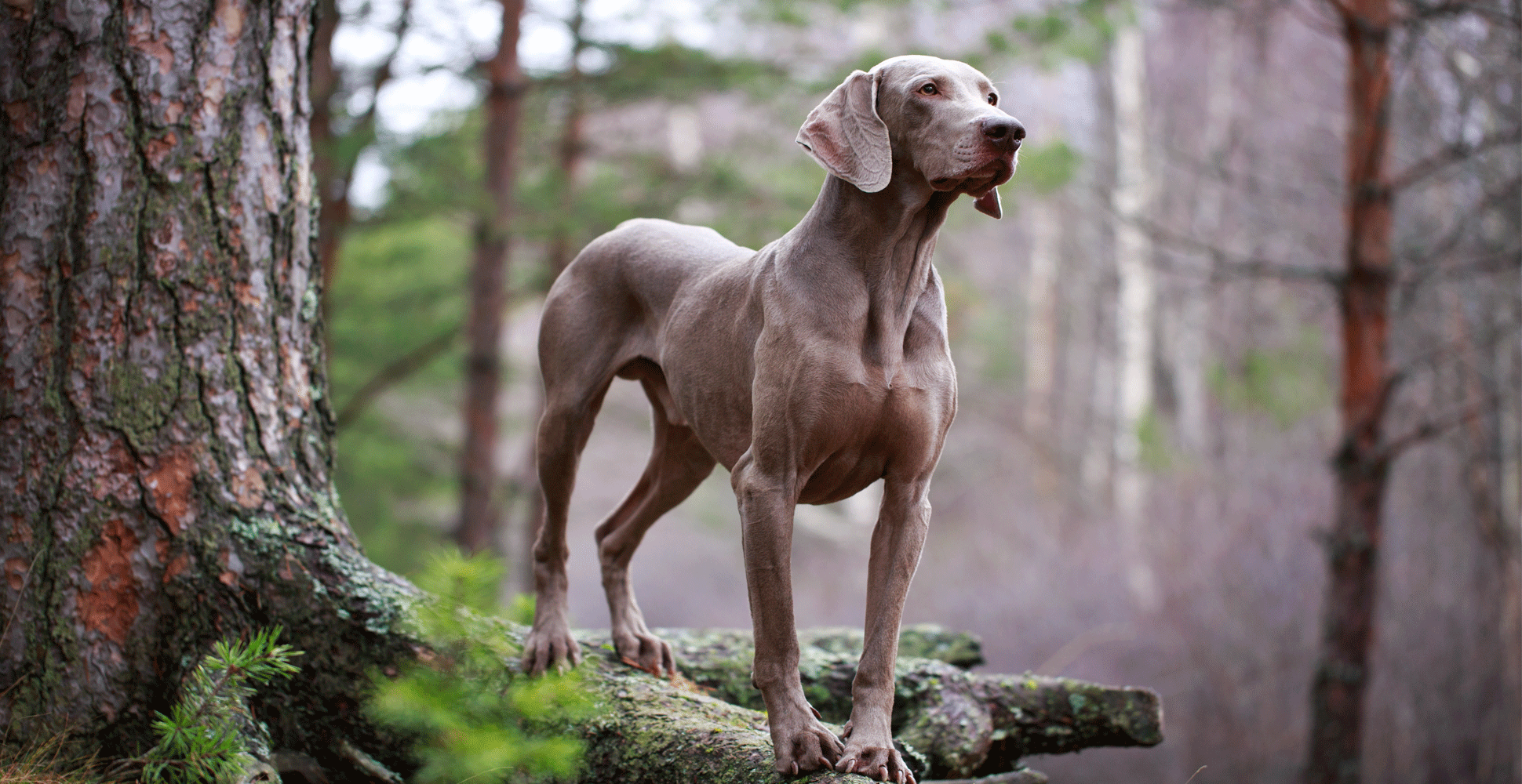 Weimaraner Breed Guide (Lifespan, Size & Characteristics)