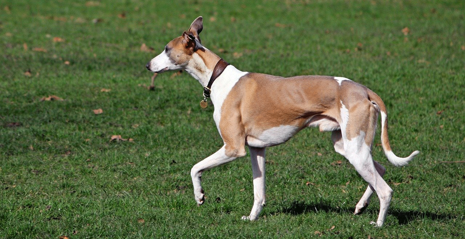 Whippet Breed Guide (Lifespan, Size & Characteristics)