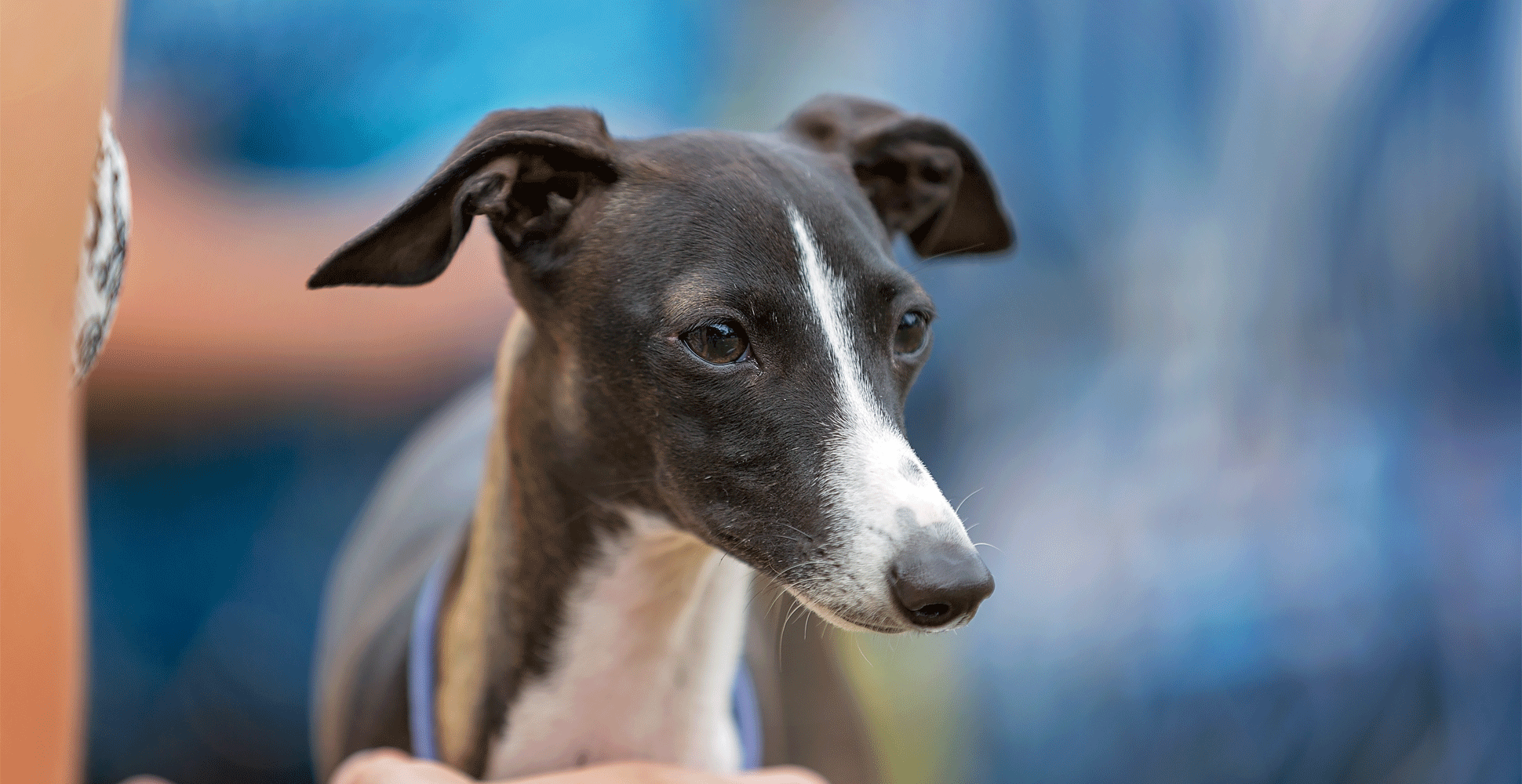 Whippet Breed Guide (Lifespan, Size & Characteristics)