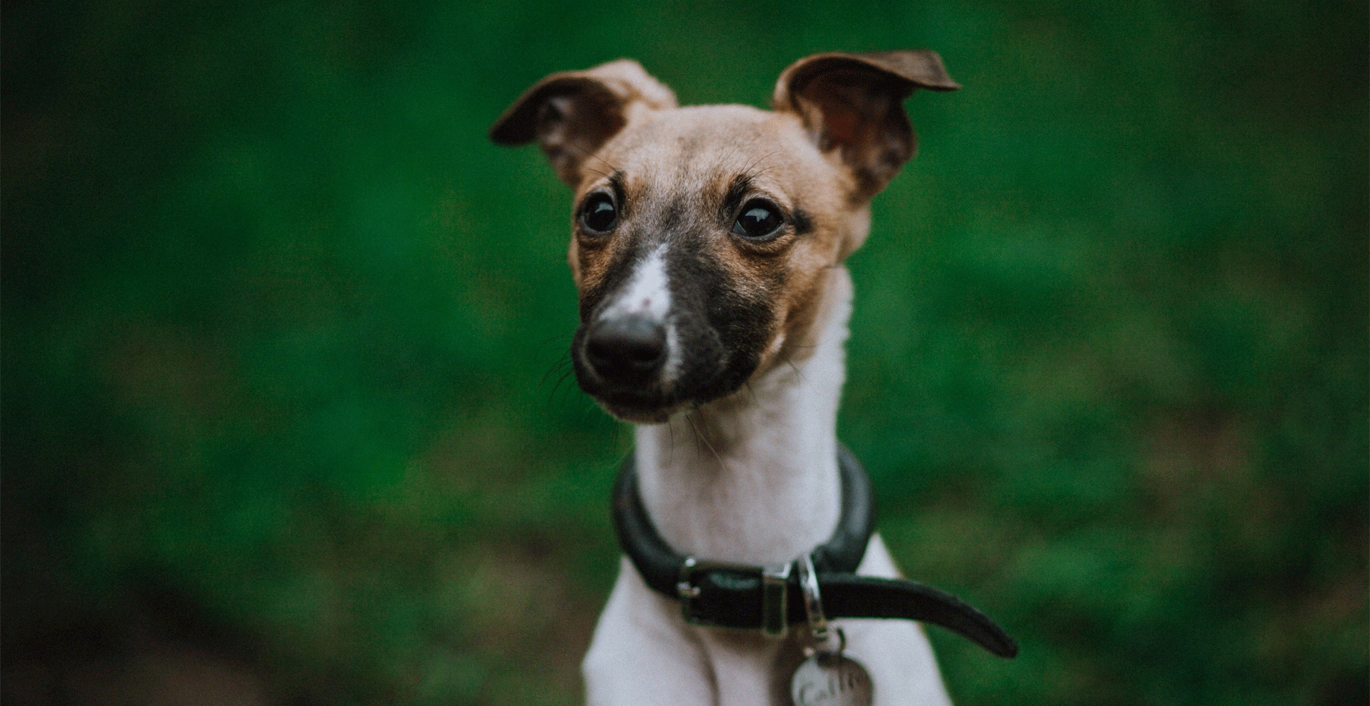 Whippet Breed Guide (Lifespan, Size & Characteristics)