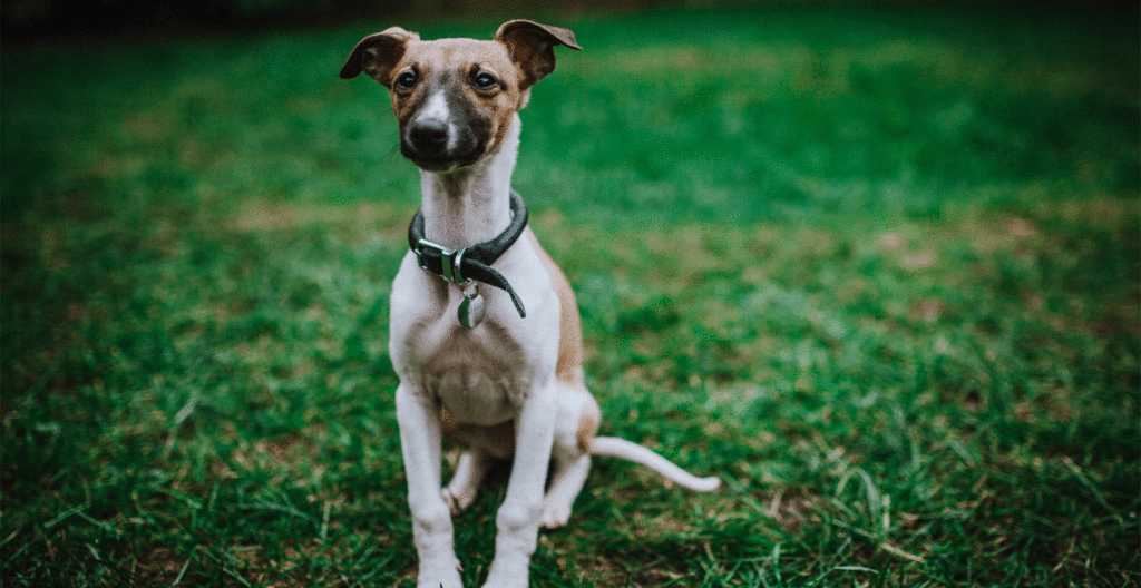 Whippet Breed Guide (Lifespan, Size & Characteristics)