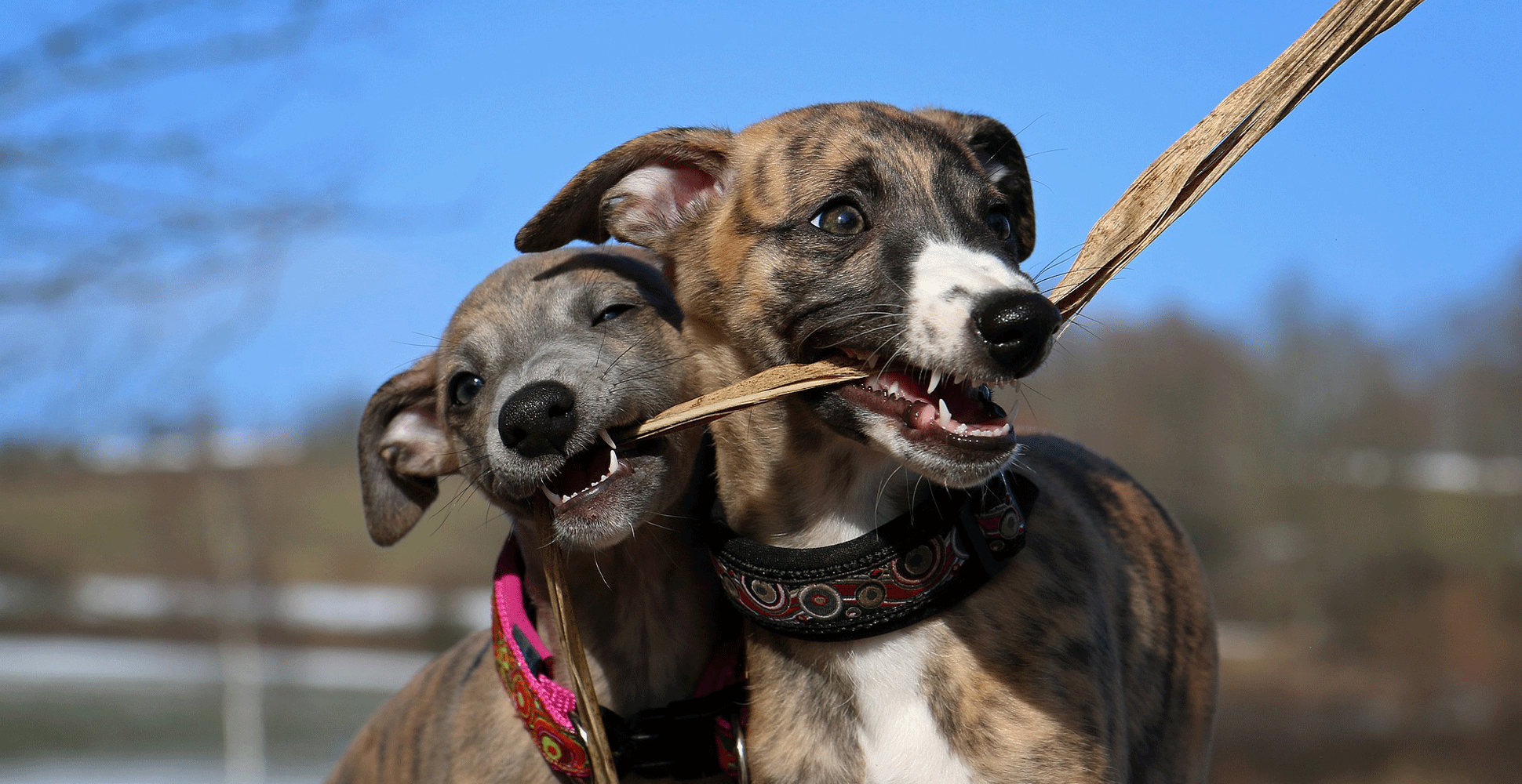 Whippet Breed Guide (Lifespan, Size & Characteristics)