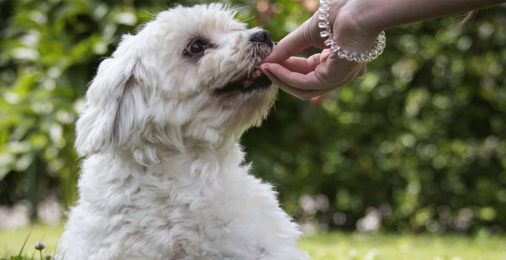 Coton de Tulear Dog Breed Information Breed Advisor