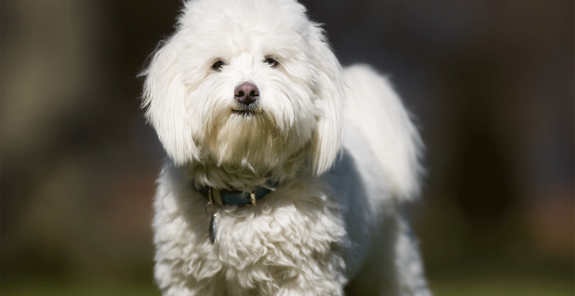 Coton de Tulear Dog Breed Information Breed Advisor