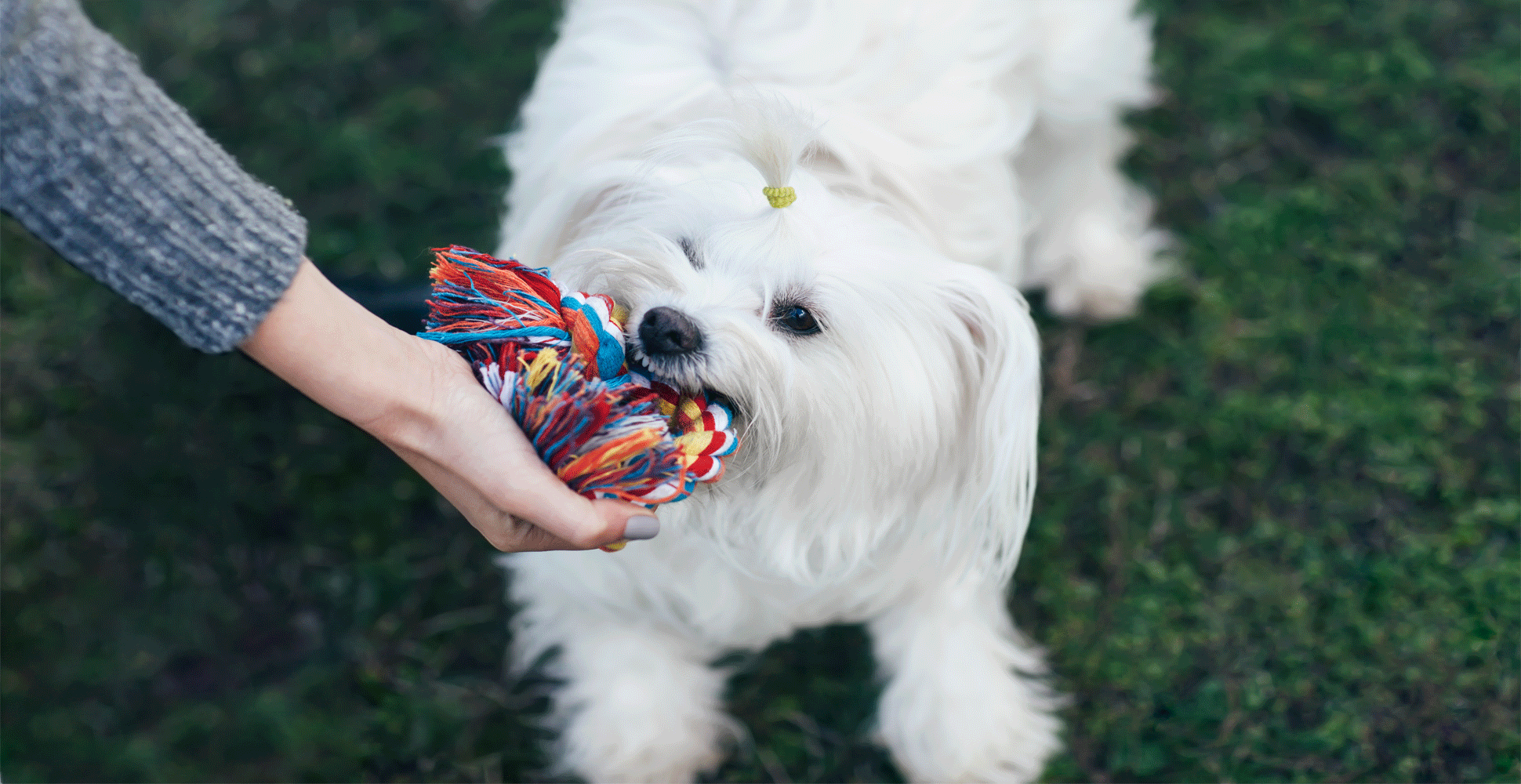 Coton de Tulear Guide (Lifespan, Size & Characteristics)