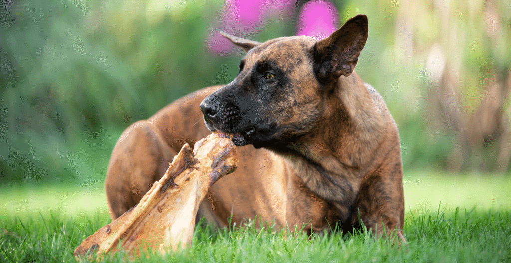 Dutch Shepherd Dog Breed Information Breed Advisor