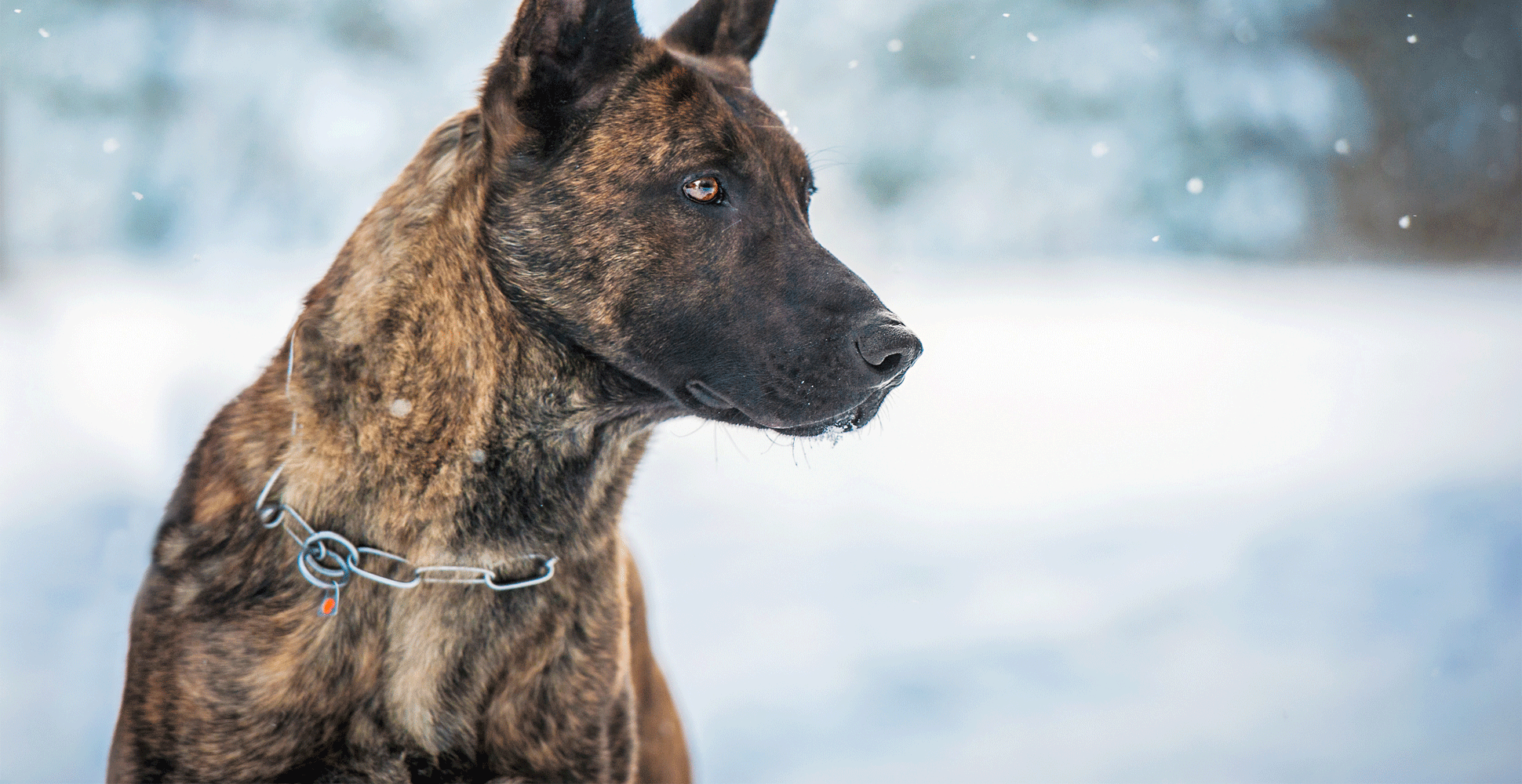 Dutch Shepherd Guide (Lifespan, Size & Characteristics)