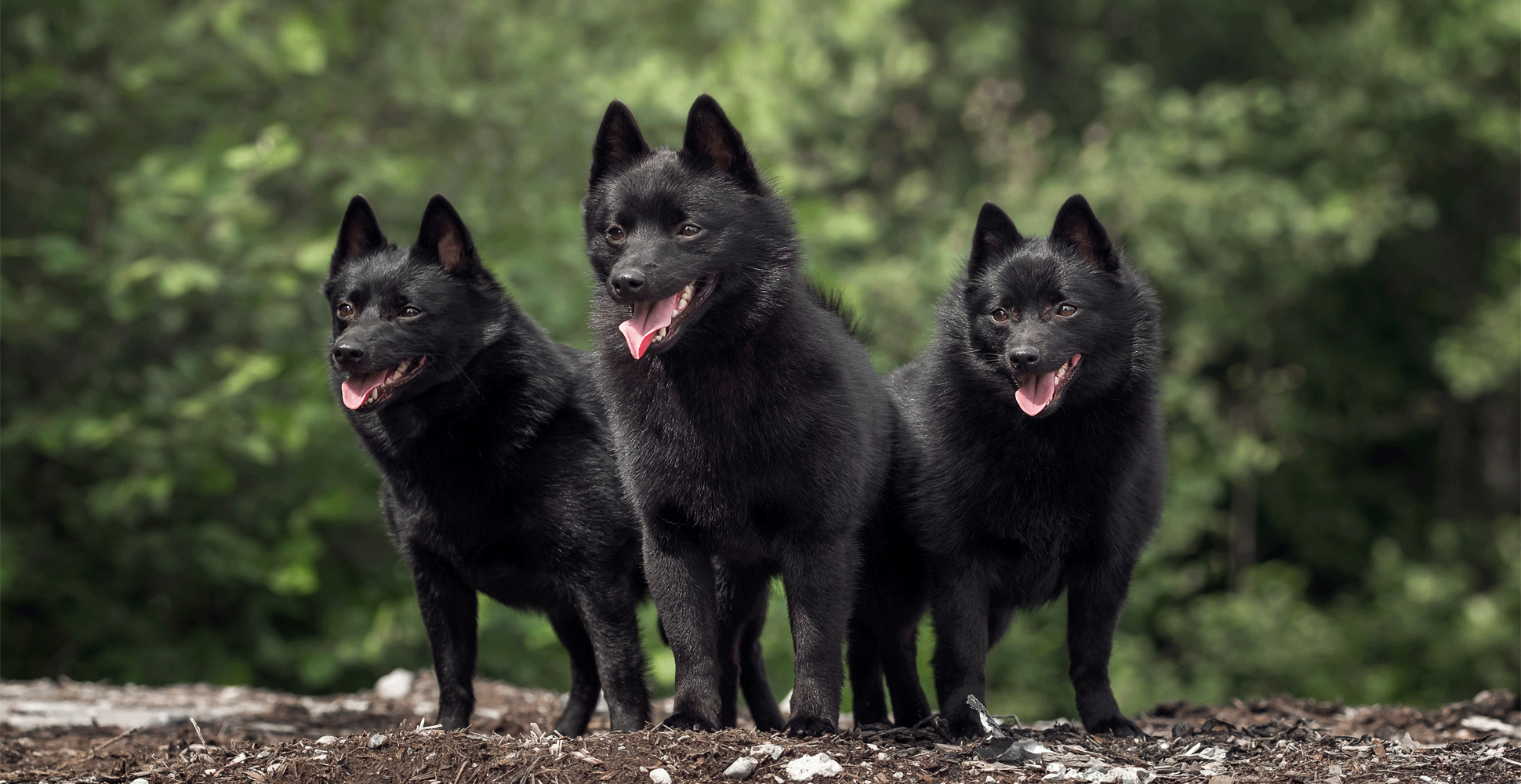 Schipperke Breed Guide (Lifespan, Size & Characteristics)