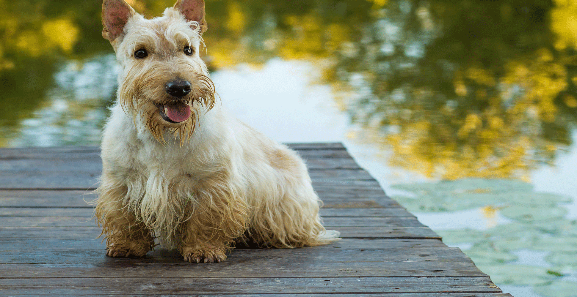 Scottish Terrier Guide (Lifespan, Size & Characteristics)