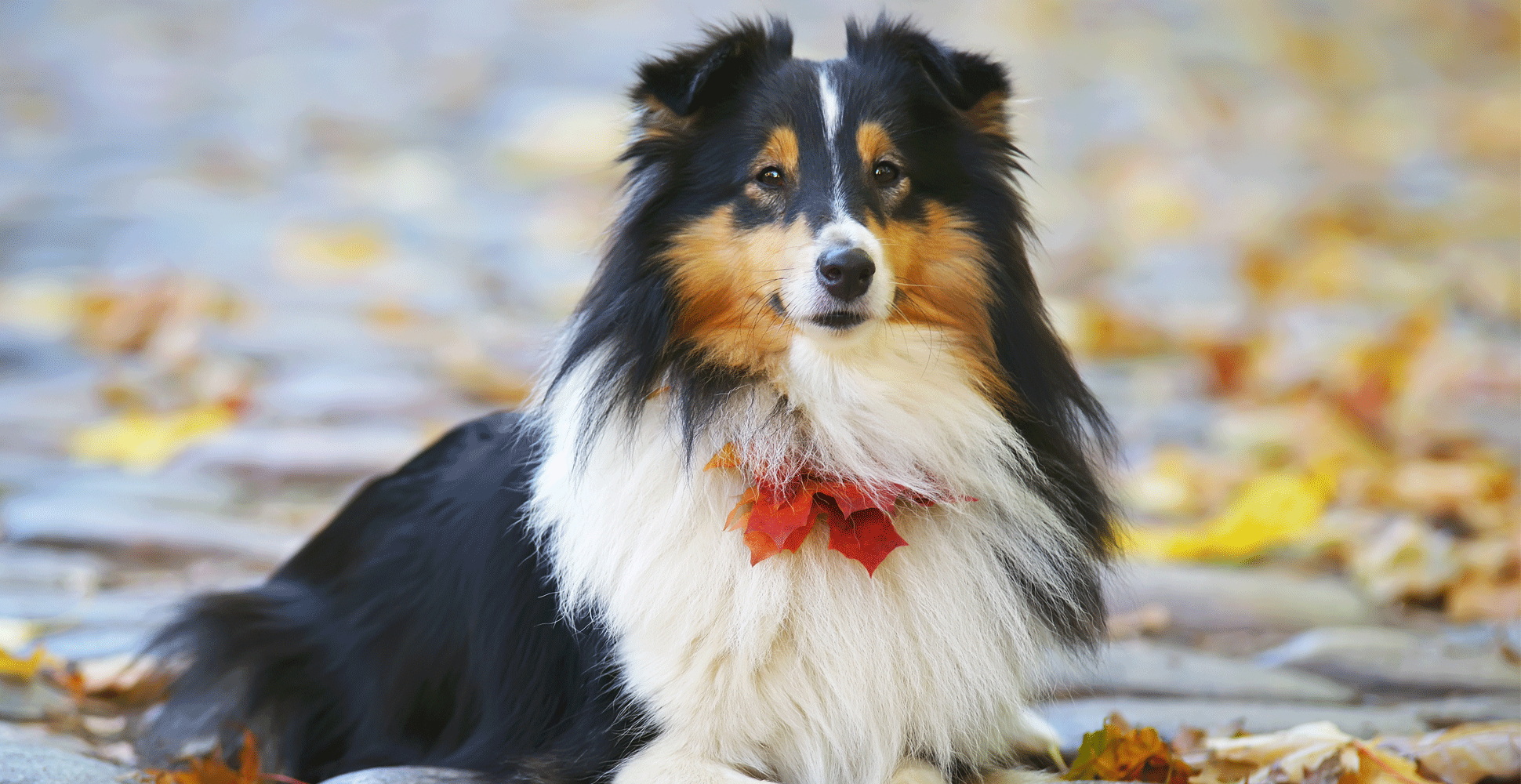 Shetland Sheepdog Guide (Lifespan, Size & Characteristics)
