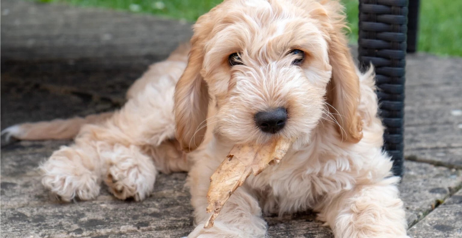 Cockapoo Dog Breed Guide (Lifespan, Size & Characteristics)