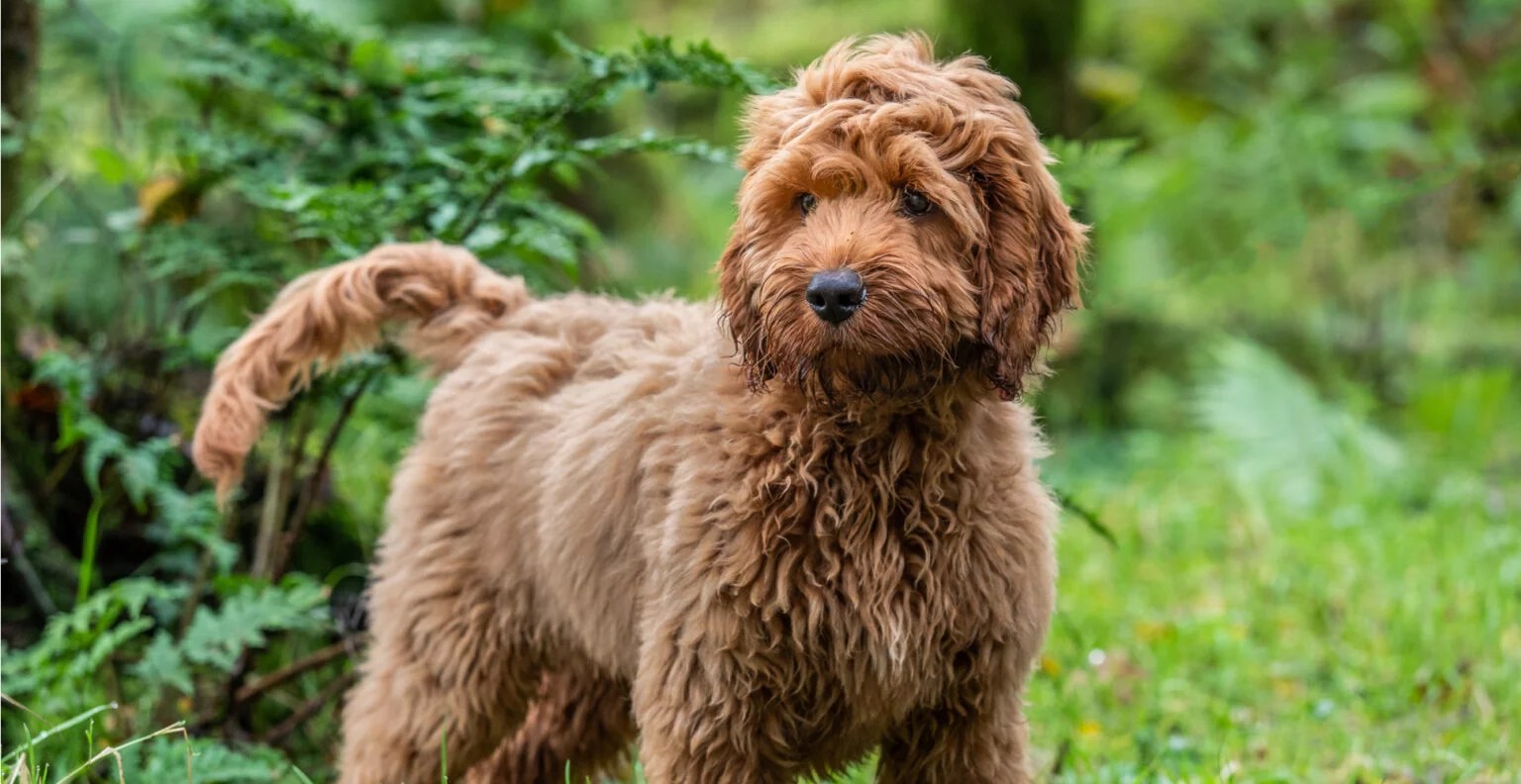 Cockapoo Dog Breed Guide (Lifespan, Size & Characteristics)