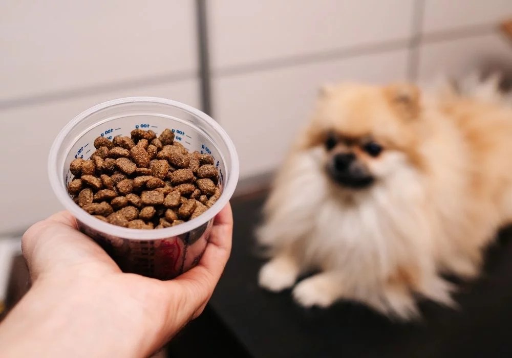 How to Accurately Measure Dog Food Portions (Vet's Advice)