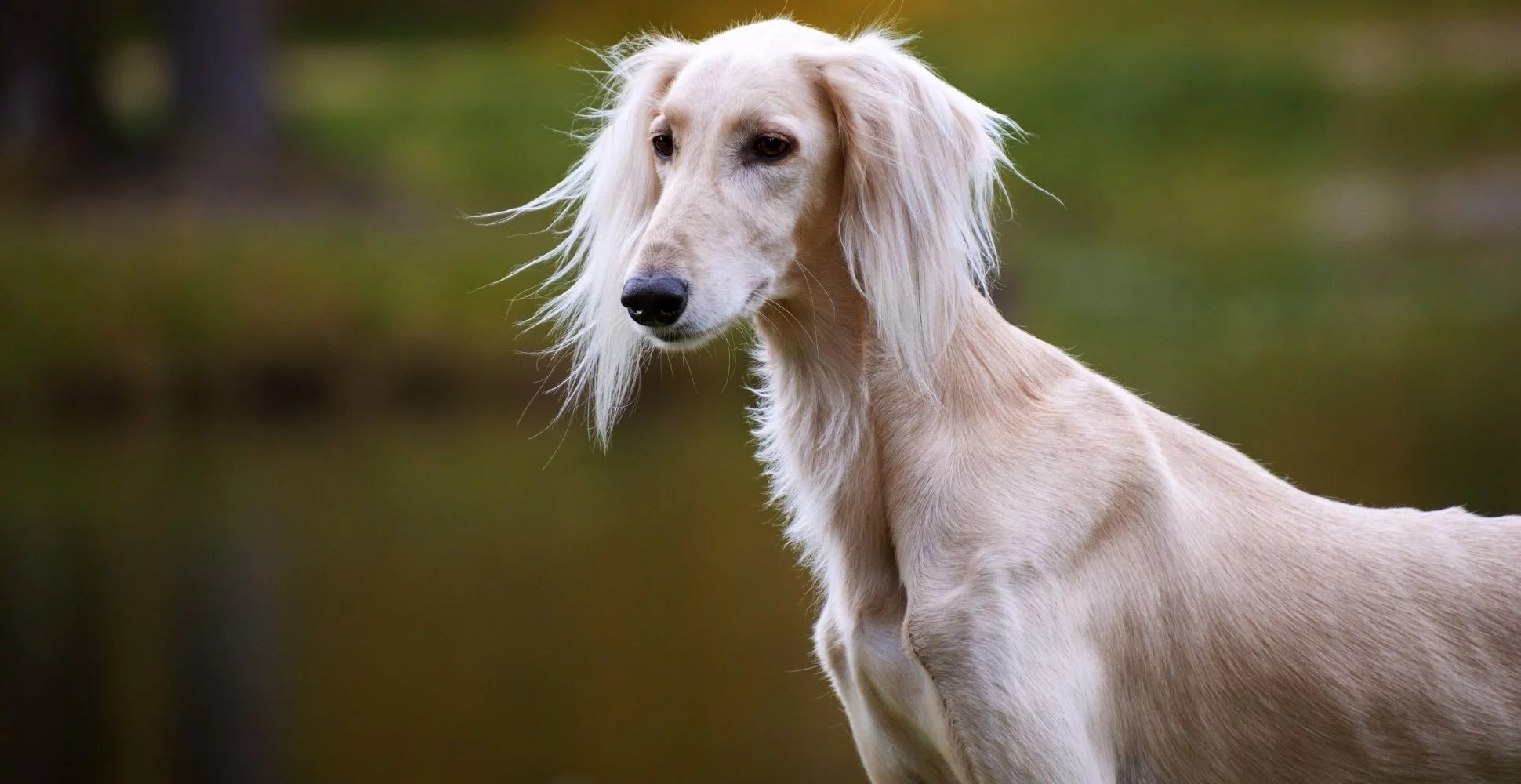 Saluki Breed Guide (Lifespan, Size & Characteristics)