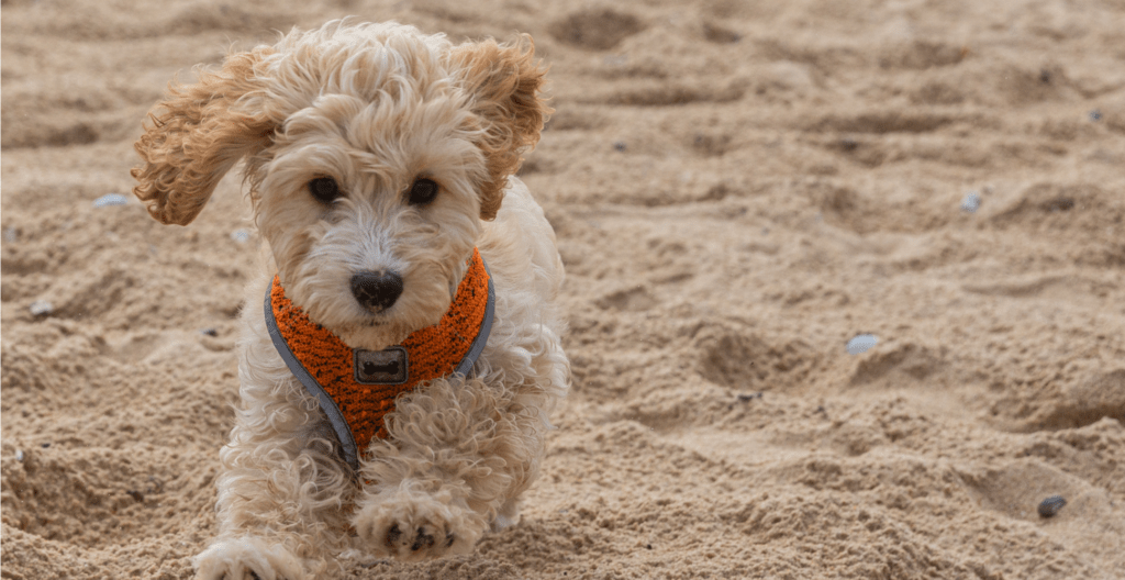 5 Best Dog Foods For Cockapoo Puppies (2024 Review)