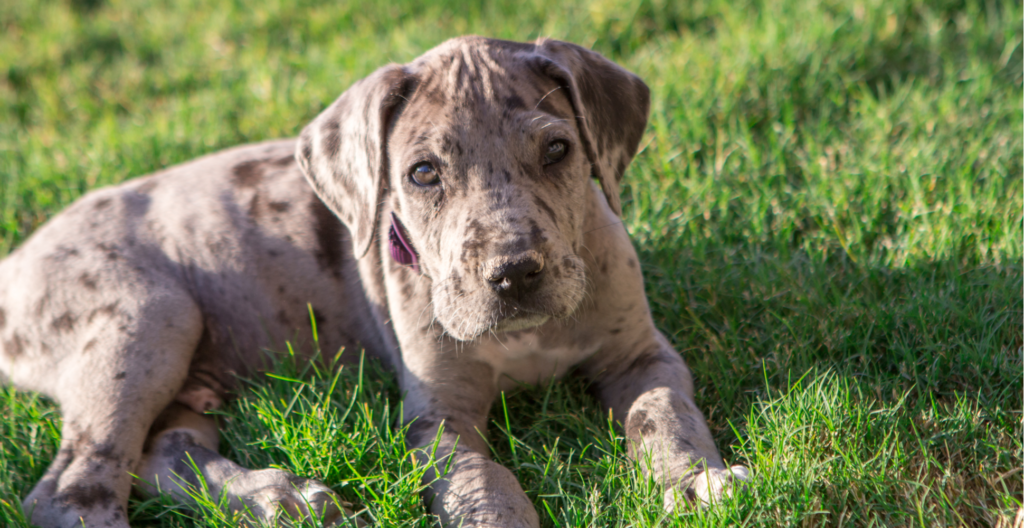 5 Best Dog Foods For Great Dane Puppies (2024 Review)