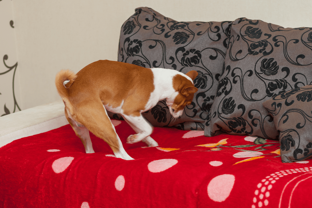 Why Your Dog Scratches Your Bed Sheets (6 Key Reasons)