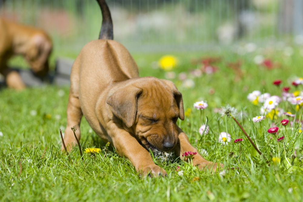 Why Your Dog is Stretching So Much (Vet's 7 Key Reasons)