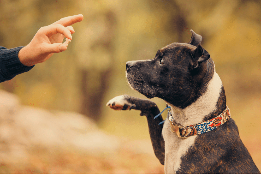 10 Ways to Tell if Your Dog Respects You (Vet's Advice)