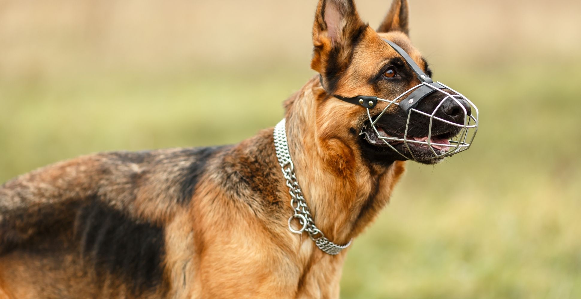 5 Best Muzzles for German Shepherds (2024 Review)