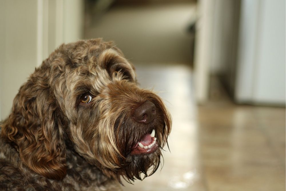 13 Reasons Why Your Dog is Panting at Night (Vet's Insight)
