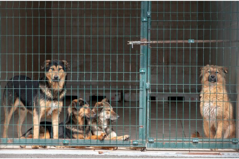 How To Use a Divider in A Dog Crate (4 Simple Steps)