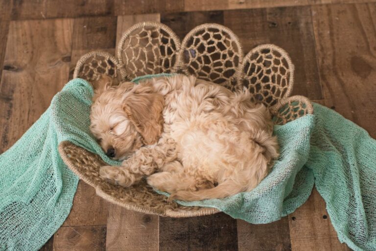 Cockapoo Crate Size Guide (What Size Crate For a Cockapoo?)