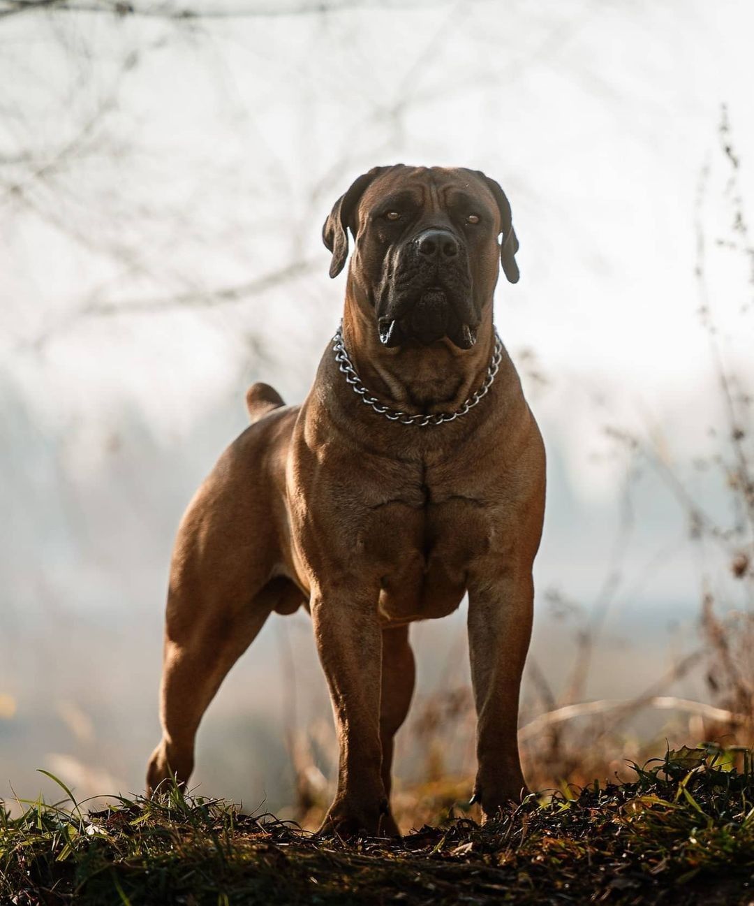 The 10 Most Badass Dog Breeds (That Look Tough!)