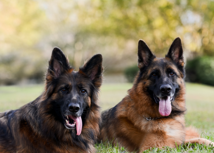 10 Best Off Leash Dog Breeds (for Outdoor Adventures)