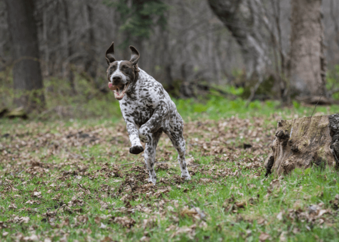 13 Dog Breeds That Use Their Paws A Lot (With Pictures)