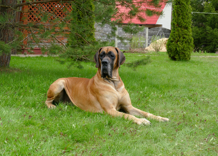 22 Captivating Yellow Eyed Dog Breeds (With Photos)