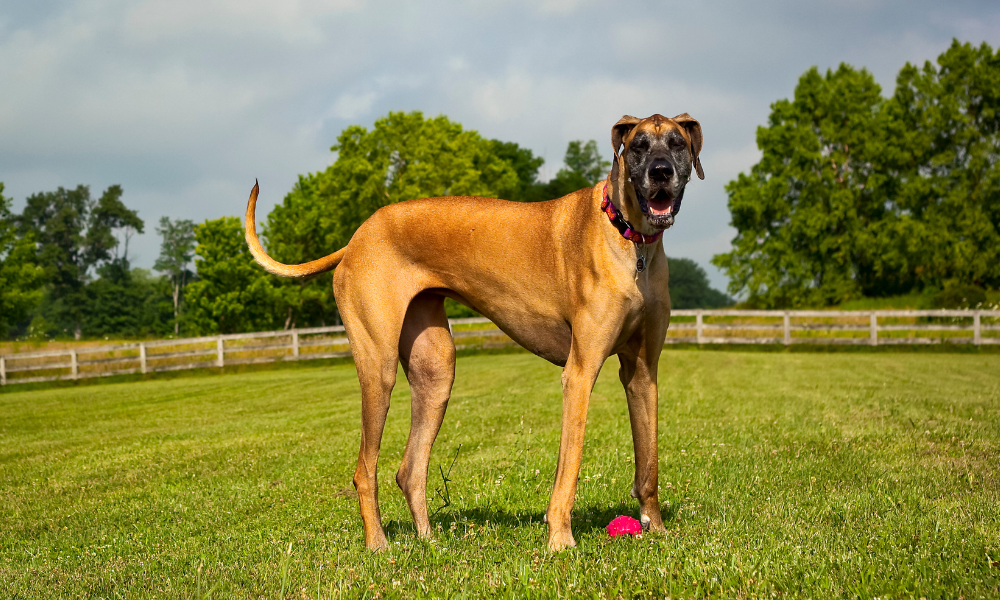 15 Deep Chested Dogs (Plus Health Issues To Be Aware Of)