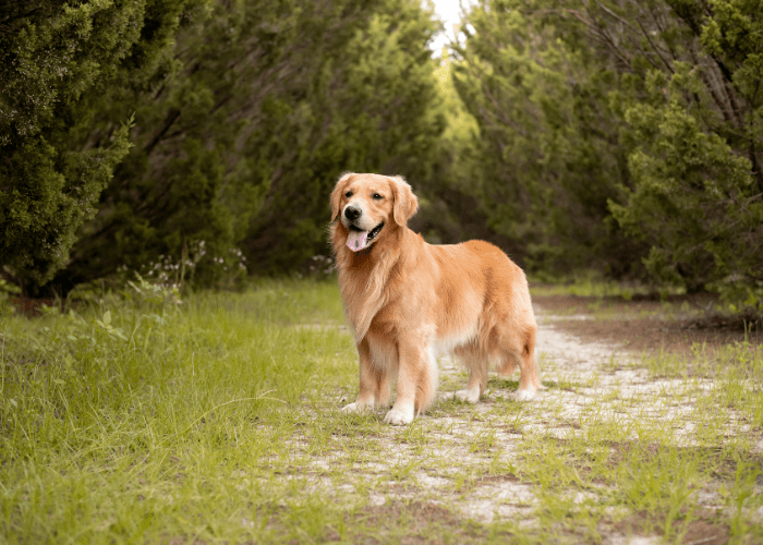 10 Best Off Leash Dog Breeds (for Outdoor Adventures)
