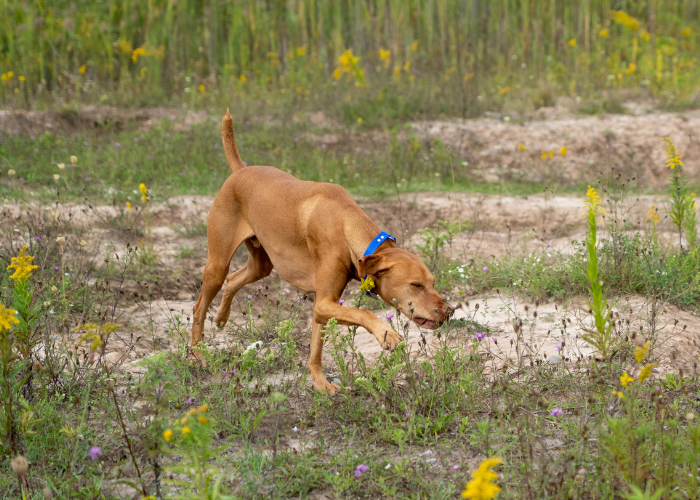 22 Captivating Yellow Eyed Dog Breeds (With Photos)