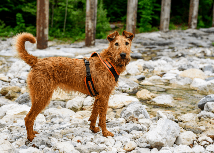 10 Best Off Leash Dog Breeds (for Outdoor Adventures)
