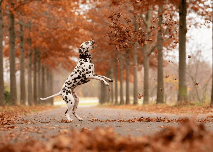 10 Best Off Leash Dog Breeds (for Outdoor Adventures)