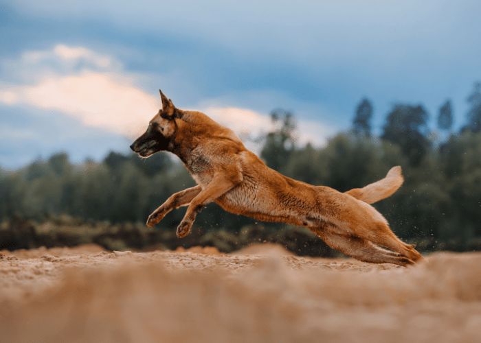 10 Best Off Leash Dog Breeds (for Outdoor Adventures)