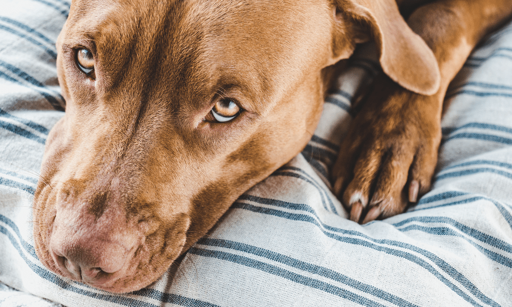 12 Most Popular Dog Breeds With Brown Noses (With Pictures)