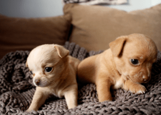 Chihuahua Growth & Weight Charts (2025 Owner's Guide)