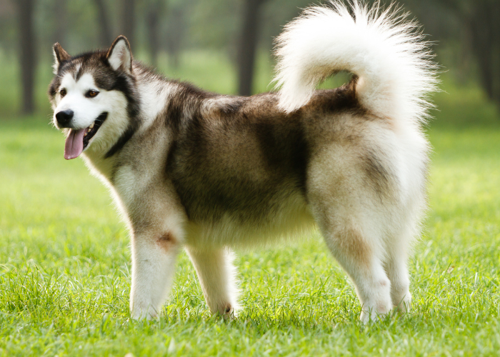 22 Captivating Yellow Eyed Dog Breeds (With Photos)